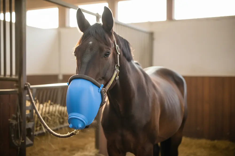 Mask fitted on a horse in the stable